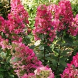 Hydrangea paniculata magical vesuvio: opis, reprodukcija, fotografije, recenzije